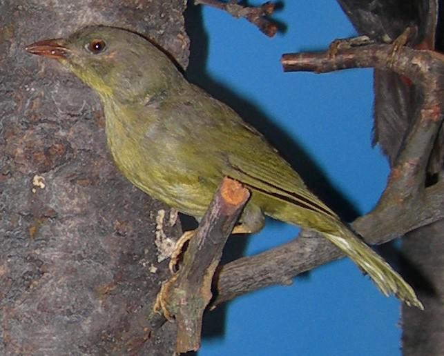 巴西绿唐纳雀 巴西绿唐纳雀的图片