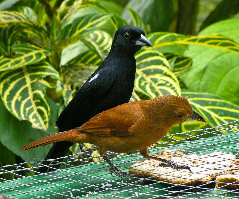 纹肩黑唐纳雀 纹肩黑唐纳雀的图片