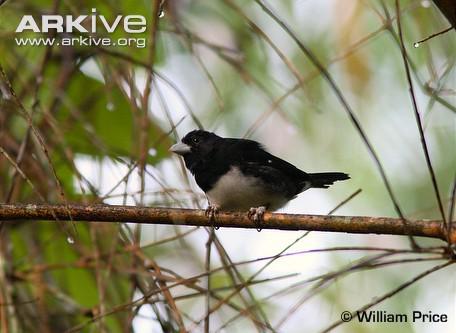 ����������ȸ��ͼƬ