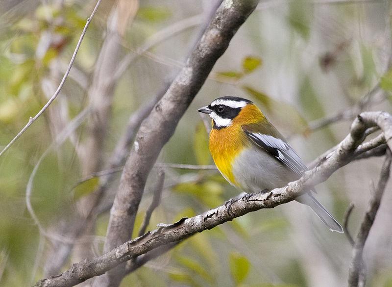 ��ͷ����ȸ��ͼƬ