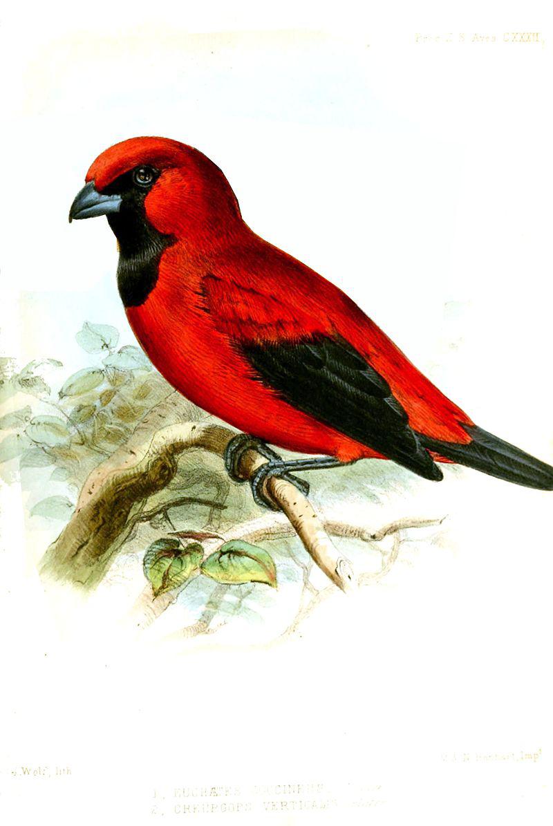 �������ȸ��ͼƬ