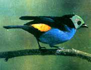 海地纹头唐纳雀 海地纹头唐纳雀的图片