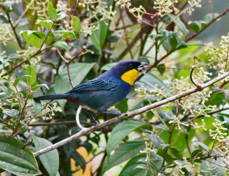 紫背彩裸鼻雀 紫背彩裸鼻雀的图片