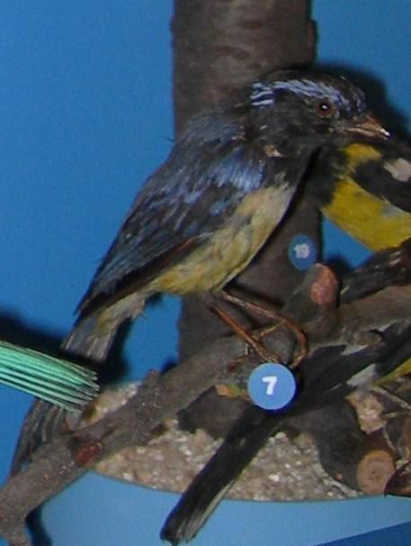 棕胸山裸鼻雀 棕胸山裸鼻雀的图片