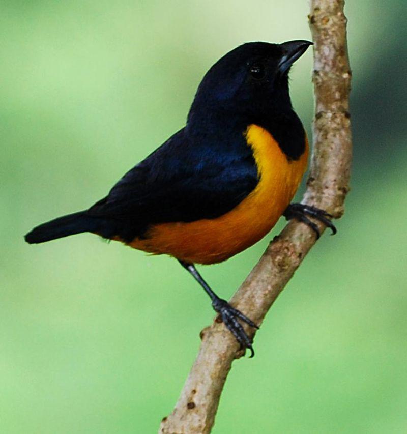 �ظ���ȸ��ͼƬ