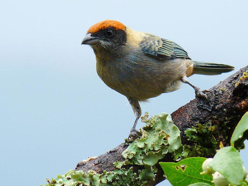 朱顶唐加拉雀 朱顶唐加拉雀的图片