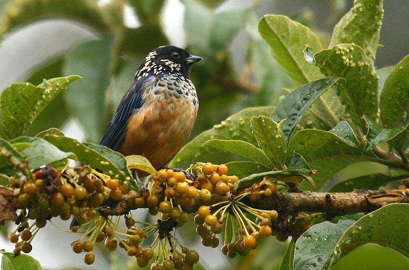 �߼��Ƽ���ȸ��ͼƬ