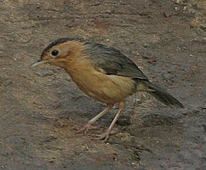 �ֹ����̵�ͼƬ