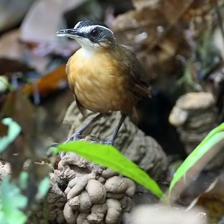 �ڹ�����