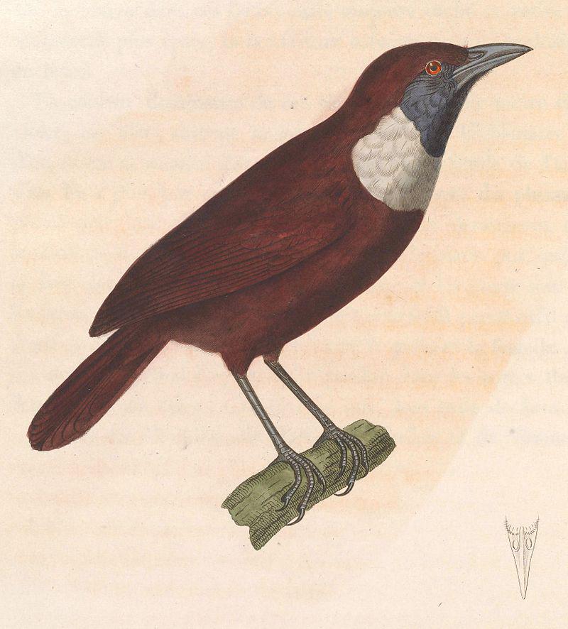 白领穗鹛 白领穗鹛的图片