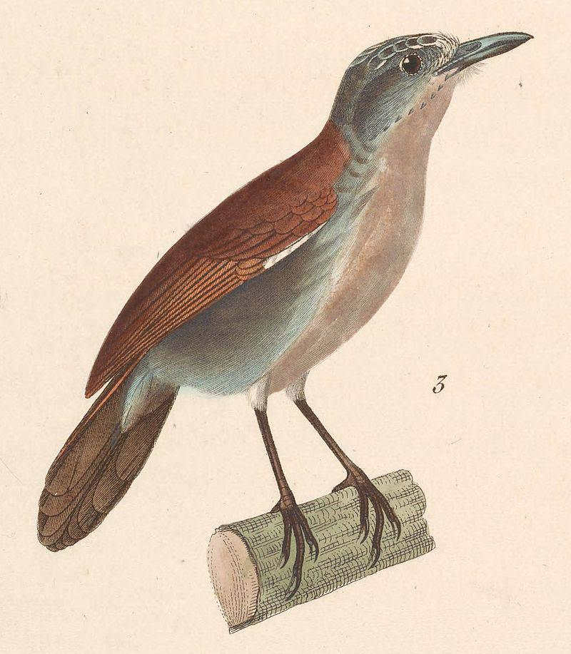 白胸穗鹛 白胸穗鹛的图片