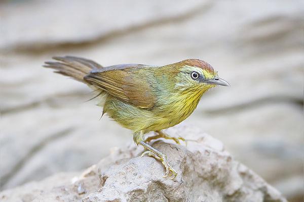 �����̵�ͼƬ