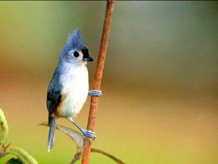 ��ͷɽȸ��ͼƬ