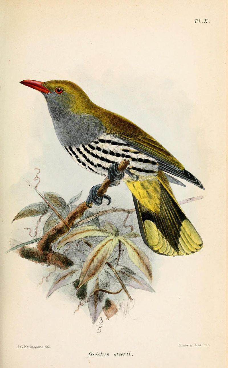 ���ɱ�����ͼƬ