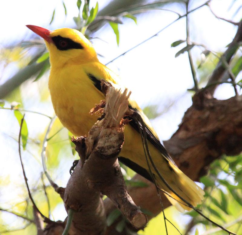 ���޻���ͼƬ