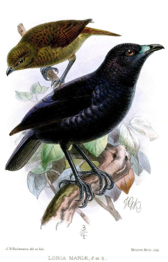 ��԰�����ͼƬ