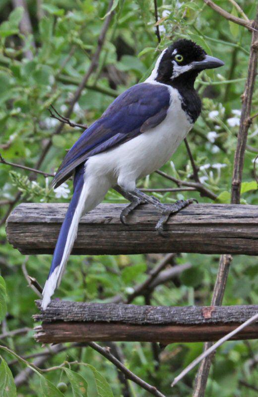 ��β��ѻ��ͼƬ