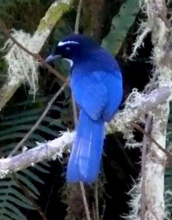 ������ͷȵ