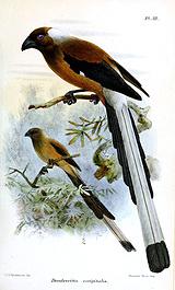 ������ȵ