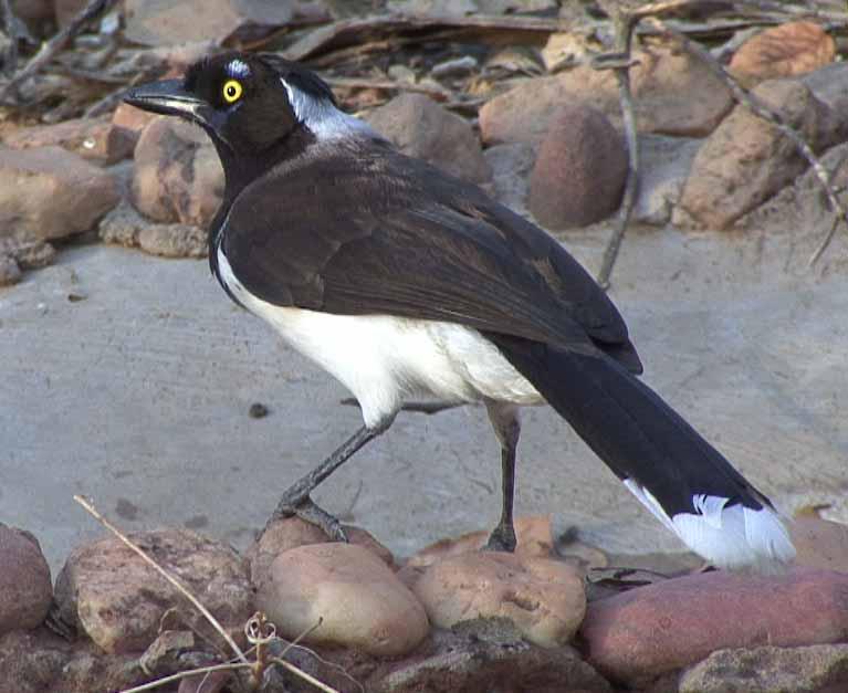 ������ѻ