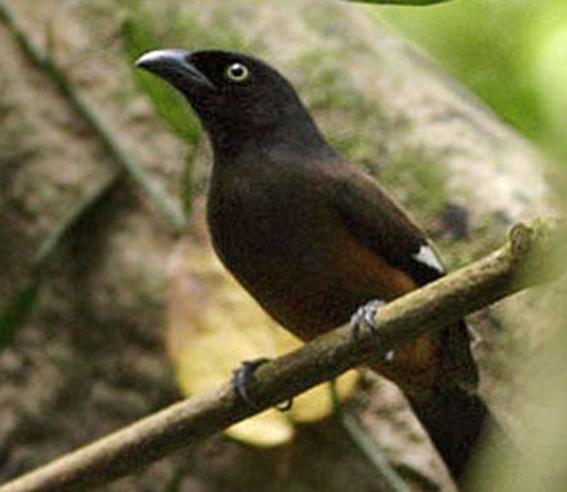 ��������ȵ