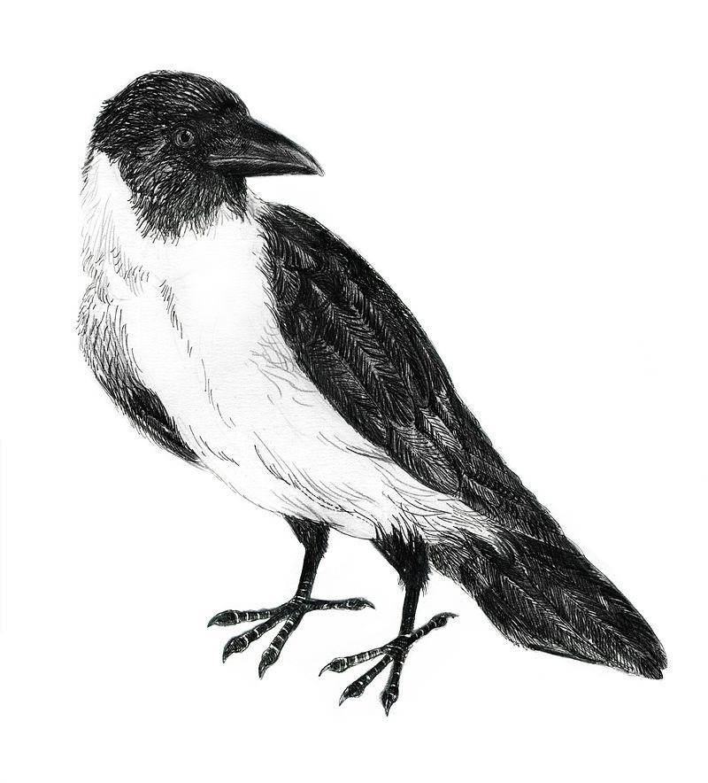 ������ѻ��ͼƬ