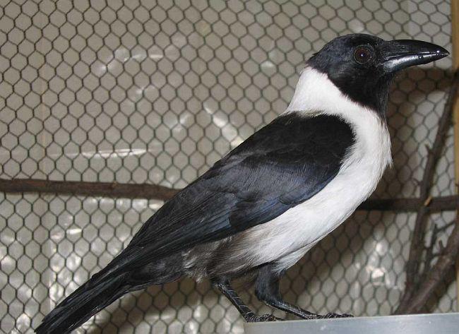 ������ѻ