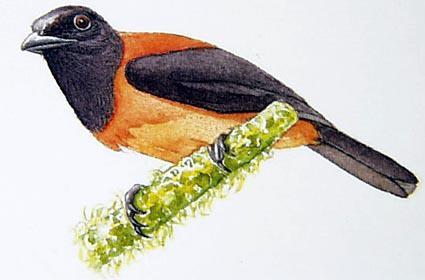 �����V�l��ͼƬ