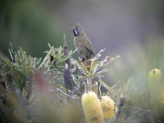 �ں�Х����ͼƬ