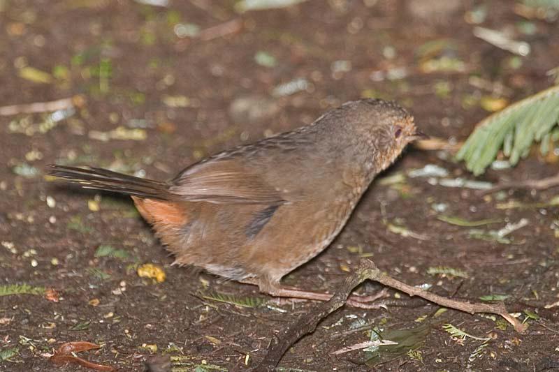随莺 随莺的图片
