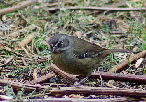 褐色丝刺莺 褐色丝刺莺的图片