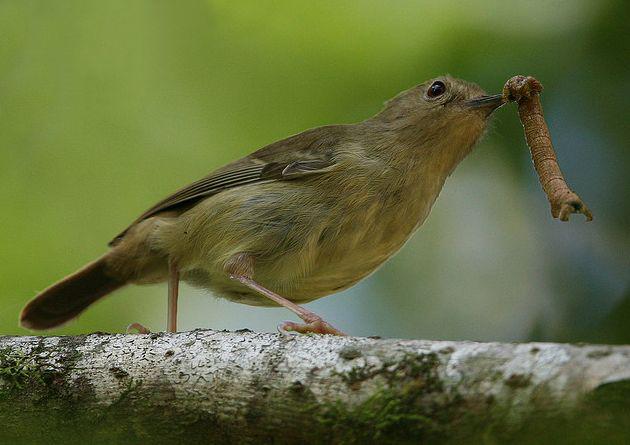 澳洲丝刺莺 澳洲丝刺莺的图片