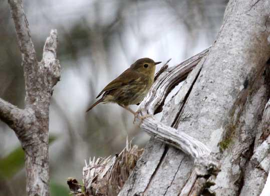 瓦格丝刺莺 瓦格丝刺莺的图片