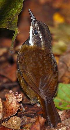 ����˿��ݺ��ͼƬ