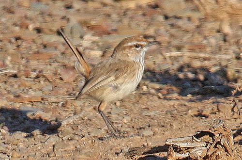 褐刺莺 褐刺莺的图片