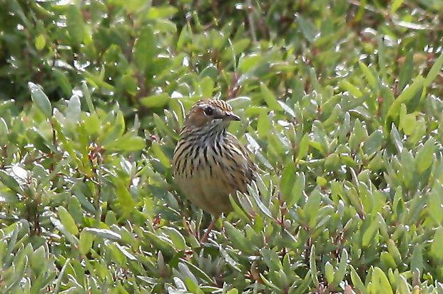 ���ݺ��ͼƬ