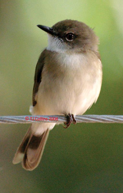 沼泽噪刺莺 沼泽噪刺莺的图片