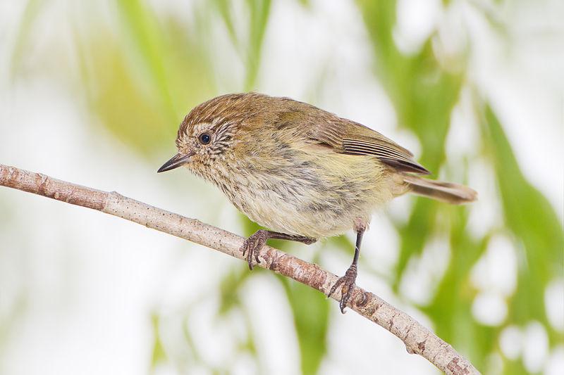 纵纹刺嘴莺 纵纹刺嘴莺的图片