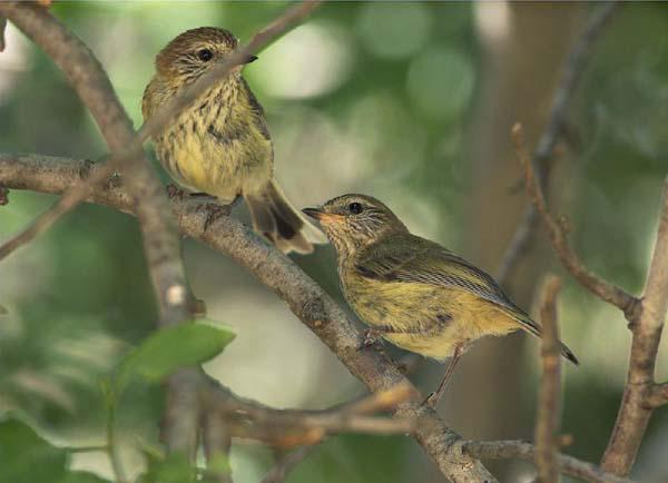 ���ƴ���ݺ