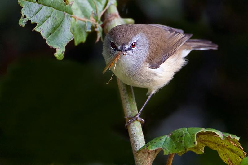 �����ݺ��ͼƬ