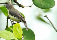 新几内亚噪刺莺 新几内亚噪刺莺的图片