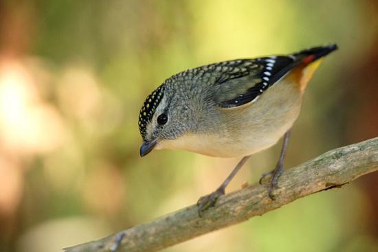 �߳�ʳ����