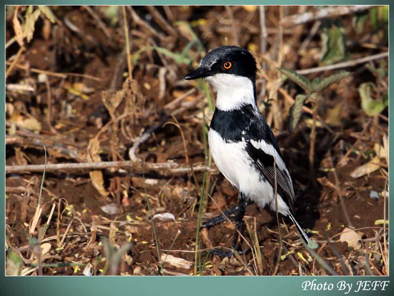 侏蓬背鹟 侏蓬背鹟的图片