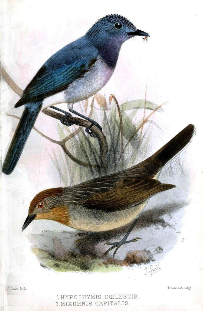 �����l��ͼƬ