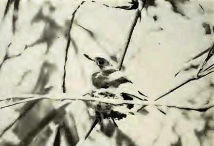 �ص������l��ͼƬ