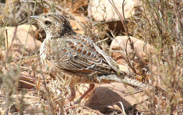 ��������ͼƬ