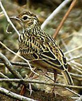 锈色歌百灵 锈色歌百灵的图片