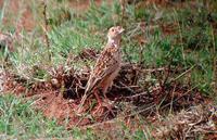 ����Ī�����