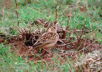 ����Ī�����