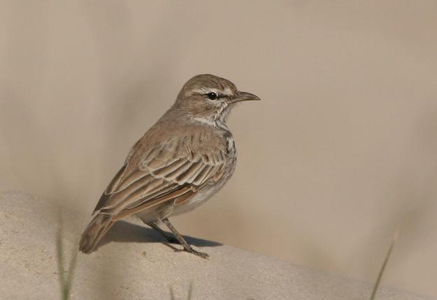 巴氏歌百灵 巴氏歌百灵的图片